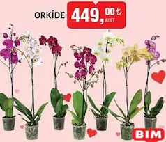 ORKİDE ORKİDE